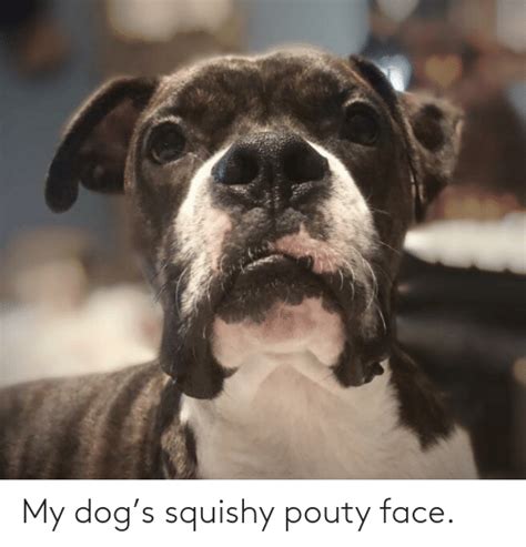 My Dogs Squishy Pouty Face Dog Meme On Meme
