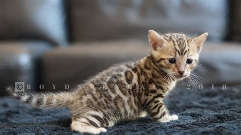 Bengal kittens for sale, bengal kittens available, hypoallergenic cats, bengal colors and patterns, bengal stud service, registered bengals, bengal time, bengal kittens in oregon, bengal kittens in portland, bengal kittens in washington, bengal kittens in seattle, bengal kittens in spokane. Available Bengal Kittens For Sale - BoydsBengals