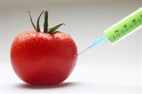 7 Need To Know Facts About Genetically Modified Foods Gmos True