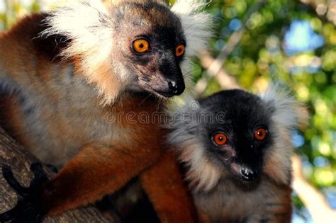 Lemuri Of Madagascar Stock Photo Image Of Indian Nature 113859268
