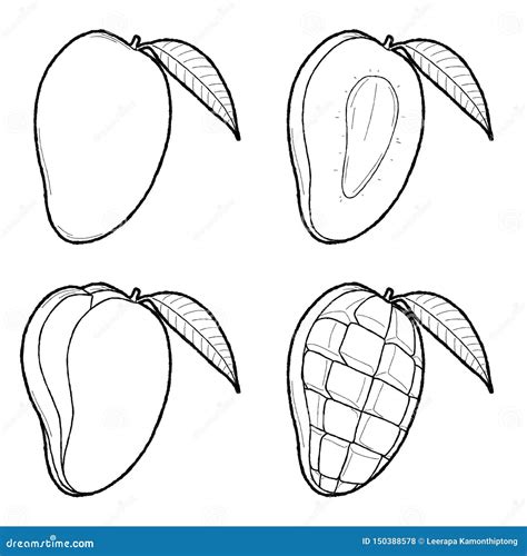 Mango Vector Drawing Hand Drawn Tropical Fruit Illustration Engraved