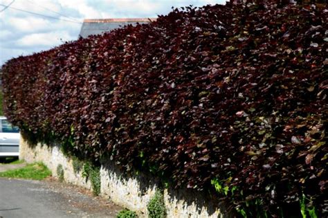 Copper Beech Hedging Plants For Sale Ashridge Nurseries
