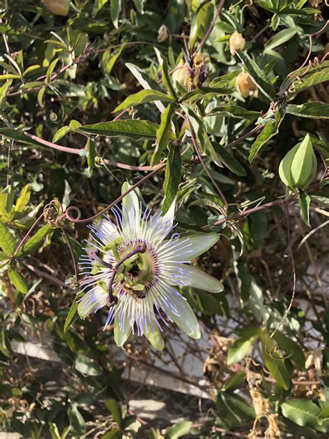 Found this plant in Hvar, Croatia this September. Any help