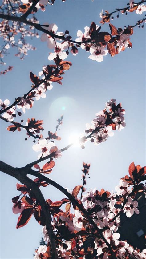 We did not find results for: Amazing Iphone Wallpapers Pinterest. Iphone Wallpaper Hd ...