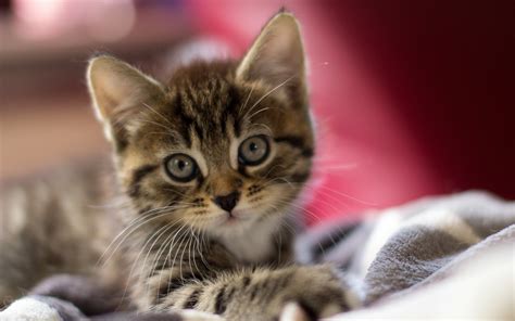 Download Kitten Cute Animal Cat Cute Cat Hd Wallpaper