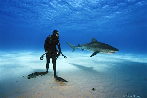 Brian Skerry The Evolution Of An Underwater Explorer