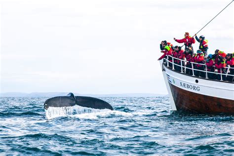 Whale Watching Season Starting In Húsavík Iceland North Sailing