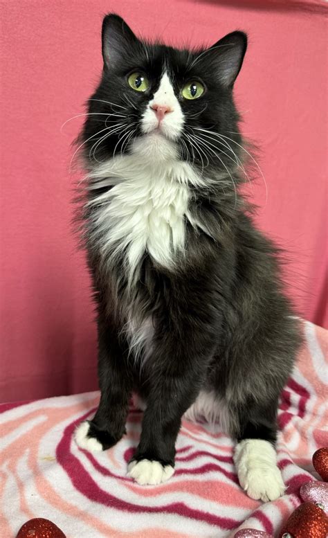 Cat for adoption - Lucille, a Domestic Long Hair in Shawnee, KS | Petfinder