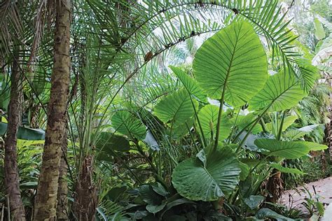 Remember that some single palm trees, all by themselves, can make viable seeds. How to Grow Elephant Ears - Care Tips for Elephant Ear ...