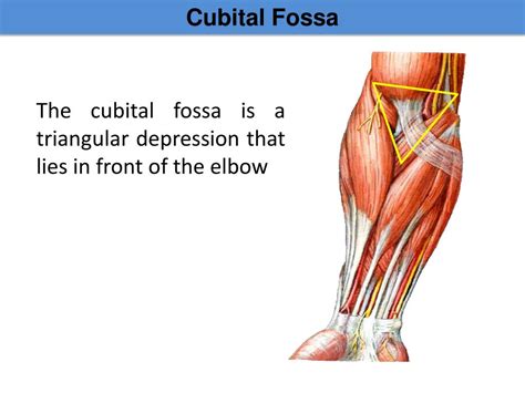 Ppt Arm Cubital Fossa And Elbow Joint Powerpoint Presentation Free