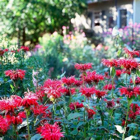 Heights also vary, but most grow about 2 to 4 feet tall. 78+ Lovely Fall Flowers Ideas To Plant In Your Garden ...
