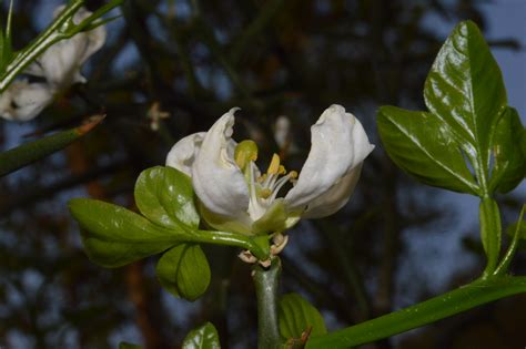 Poncirus trifoliata - efloraofindia