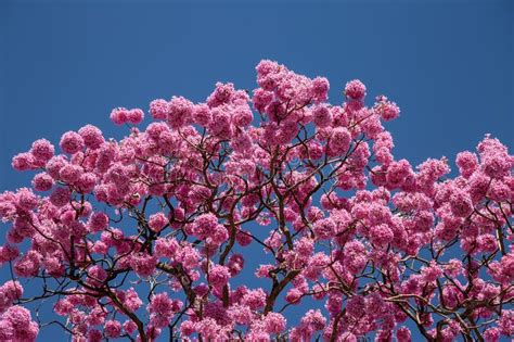 Pink Flowered Ipe With Blue Sky In The Background Stock Image Image