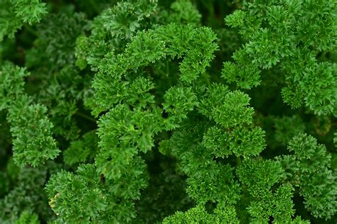 Parsley Growing Guide | Tui | Planting, feeding and caring