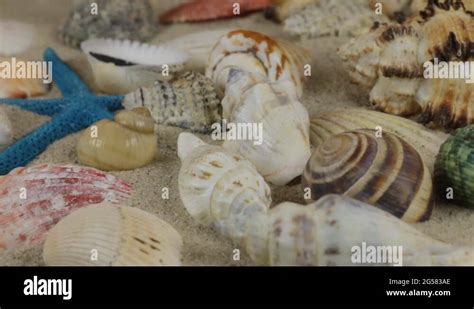 Rotations Of Sea Shells And Sea Stars Lying On The Sand Close Up Stock Video Footage Alamy
