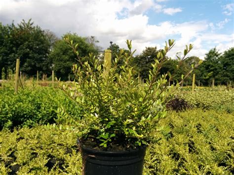 Boxleaf honeysuckle is a shrub from china primarily grown for its attractive foliage that grows with graceful arching branches. Lonicera Lemon Beauty (2L Pot) - Beardsworths Nurseries ...