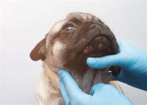 Dog Acne Symptoms Causes And Treatment Top Dog Tips