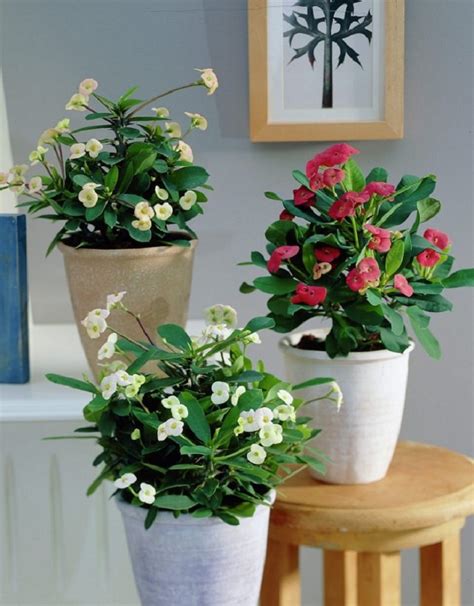 10 Best Indoor Flowering Plants Flower Shop