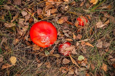Bright Red Mushrooms Stock Photo Image Of Muscaria Fungus 52235786