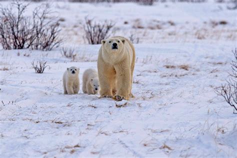 Den Emergence Quest Polar Bear Tours Churchill Wild