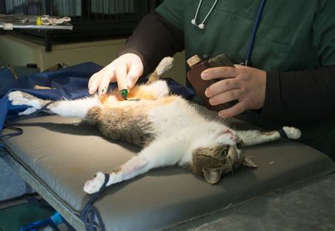 Cat In A Veterinary Surgery Stock Image Image Of Animals Clinic