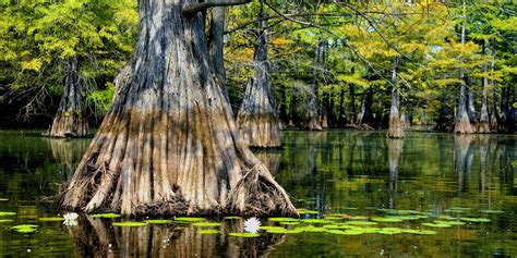Laurel ave eunice, louisiana 70535 saint landry get directions. The Wetland - Lessons - Tes Teach