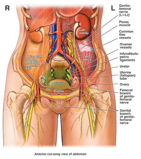 Well, there are no organs actually in your lower back, but your kidneys are very near there, so, it could possibly be a kidney infection, but that's rather i'm having a bad ache in my lower back. The Psoas Major And The Urinary Bladder