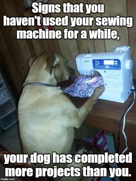Sewing Dog Imgflip