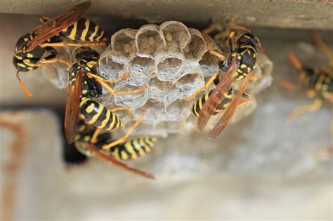 Is it big and teardrop shaped and hanging in these are solitary wasps that are very docile and rid your garden of pests. Completely Natural Ways to Get Rid of Wasps and Treat Stings