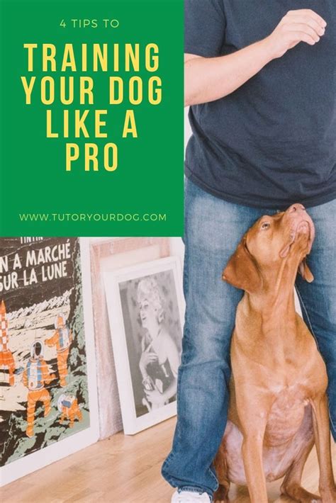 4 Secrets To Train Your Dog Like A Pro Tutor Your Dog Training Your