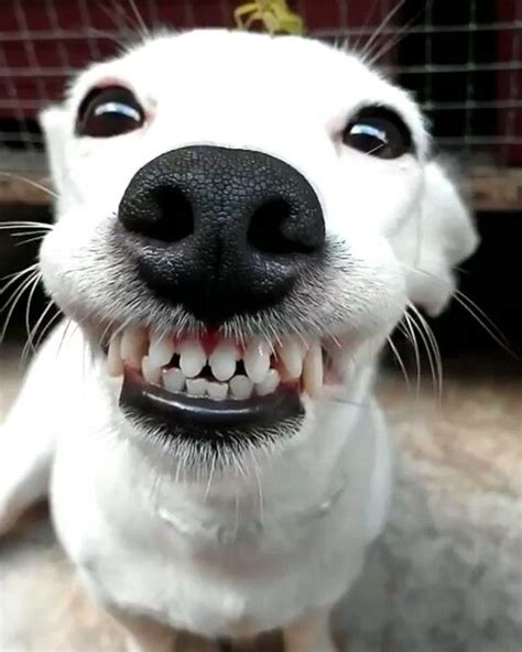 495 Best ~ Dog Smiles ~ Images On Pinterest Funny Animals Fluffy