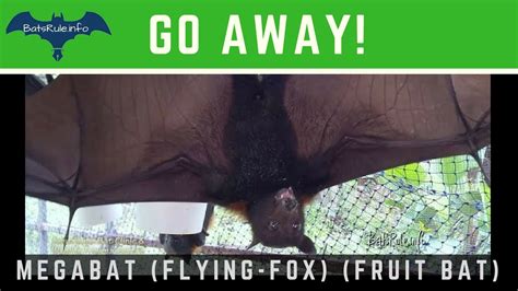 Rehab Bat Megabat Flying Fox Fruit Bat In Care Youtube