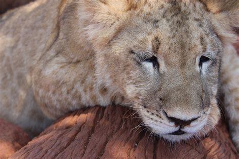 Wallpaper Lion Wildlife Big Cats Zoo Whiskers Puma Sleep