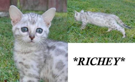 Rehome buy and sell, and give an animal a forever home with preloved! F2 Bengal Kitten for Sale in Cuyahoga Falls, Ohio ...