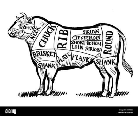 Butcher Chart Hi Res Stock Photography And Images Alamy