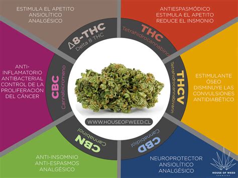 Básicos Del Cannabis ¿qué Es El Thc E94
