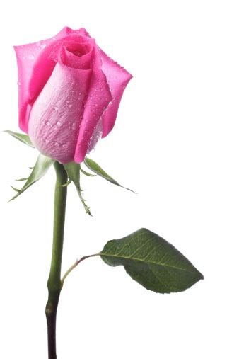 Single Hot Pink Rose Bud With Dew Drops Stock Photo Download Image