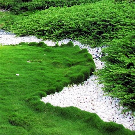 The history of marijuana lyrics. Zoysia Tenuifolia - Korean Grass Free Post | Tranquil Havens
