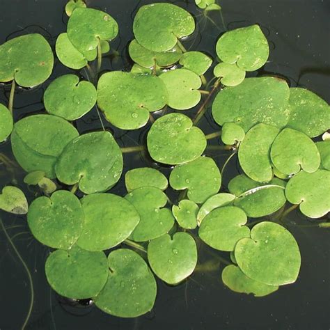 Forgbit Heart Shaped Floating Plant The Pond Guy