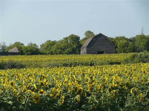 Barn And Sunflower Field Presley Perswain Flickr