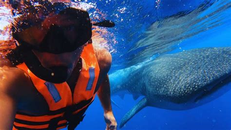 Its Time For An Unforgettable Swim With Whale Sharks