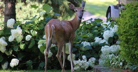 Check spelling or type a new query. Do Deer Eat Hydrangeas? (or are you creating a deer buffet ...