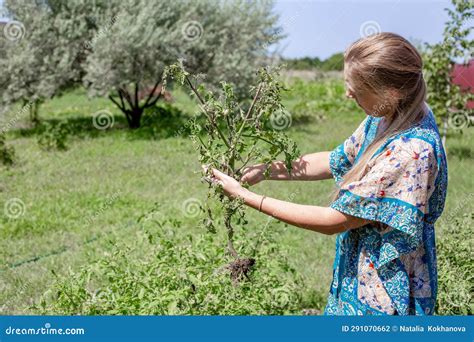 A Woman Examines A Tomato Bush Uprooted From A Garden Bed And Infected With Late Blight Disease
