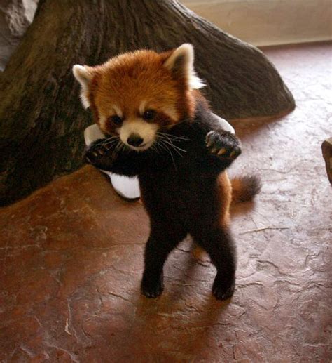 My Personal Favorite Aww Photo Red Panda Aww