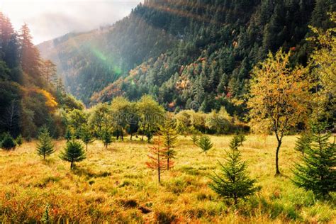 Scenic Fall Field Among Mountains And Evergreen Woods Stock Image