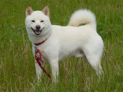 El Perro De Hokkaido Principales Datos Y Guía Descubre El Mundo Animal