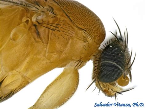 Diptera Phoridae Scuttle Flies G Urban Programs El Paso County