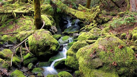 Wallpaper Landscape Waterfall Rock Stones Wood Moss River