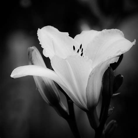 Black white flowers photography