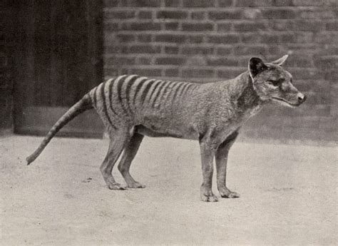 Animals That Have Gone Extinct In The Last 100 Years Readers Digest